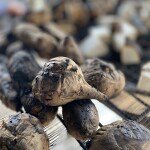 Roasted Potatoe Per 1
